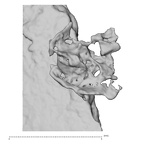 DV14-180y Homo sapiens cranium fragment view 1