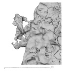 DV14-180y Homo sapiens cranium fragment view 2