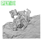 DV14-180y Homo sapiens cranium fragment ply