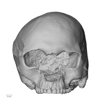 DV14-1 Homo sapiens cranium anterior