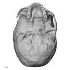 DV14-1 Homo sapiens cranium inferior
