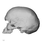 DV14-1 Homo sapiens cranium lateral