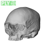 DV14-1 Homo sapiens cranium ply