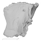 DV14-1 Homo sapiens cranium fragment view 2