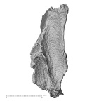 DV14-1 Homo sapiens cranium fragment view 3