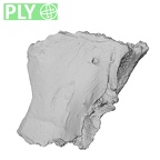 DV14-1 Homo sapiens cranium fragment ply