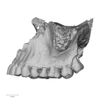 DV14-1 Homo sapiens maxilla lateral
