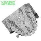DV14-1 Homo sapiens maxilla ply