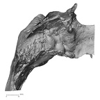 DV14-1 Homo sapiens temporal right posterior