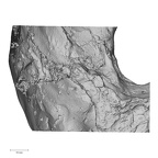 DV14-1 Homo sapiens temporal right superior