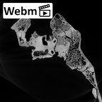 DV14-1 Homo sapiens temporal right ct stack movie