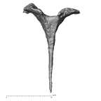 DV14-2 H. sapiens cranium fragment