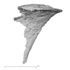 DV14-2 Homo sapiens cranium fragment view 2