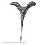 DV14-2 Homo sapiens cranium fragment view 3