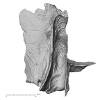 DV14-3 H. sapiens cranium fragment