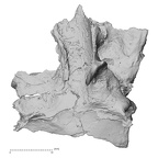 DV14-3 Homo sapiens cranium fragment lateral