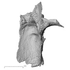 DV14-3 Homo sapiens cranium fragment superior