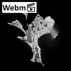 DV14-3 Homo sapiens cranium fragment ct stack movie