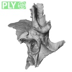 DV14-3 Homo sapiens cranium fragment ply