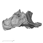 DV14-4 Homo sapiens cranium fragment view 1