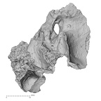 DV14-4 Homo sapiens cranium fragment view 2