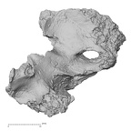 DV14-4 Homo sapiens cranium fragment view 3