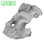 DV14-4 Homo sapiens cranium fragment ply