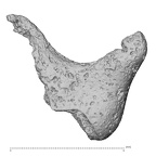 DV14-5 Homo sapiens incus left view 1