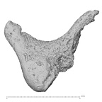 DV14-5 Homo sapiens incus left view 2