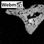 DV14-5 Homo sapiens incus left ct stack movie