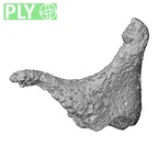 DV14-5 Homo sapiens incus left ply