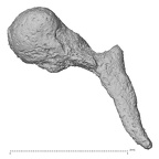 DV14-6 Homo sapiens malleus left view 1
