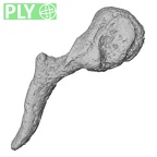 DV14-6 Homo sapiens malleus left ply