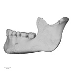 DV14-7 Homo sapiens mandible lateral