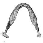 DV14-7 Homo sapiens mandible superior