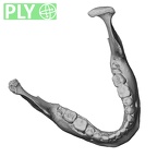 DV14-7 Homo sapiens mandible ply