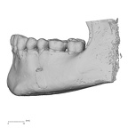 DV14-7 Homo sapiens mandible dentition lateral