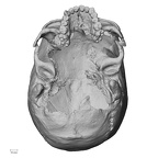 DV15-1 Homo sapiens cranium inferior