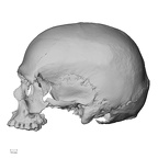DV15-1 Homo sapiens cranium lateral
