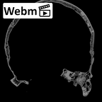 DV15-1 Homo sapiens cranium ct stack movie