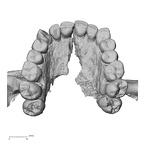 DV15-1 H. sapiens maxilla