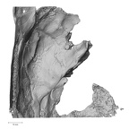 DV15-1 Homo sapiens temporal left superior