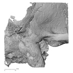 DV15-1 Homo sapiens temporal right inferior