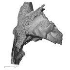 DV15-1 Homo sapiens temporal right posterior