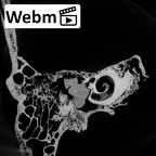 DV15-1 Homo sapiens temporal right ct stack movie