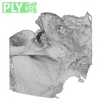 DV15-1 Homo sapiens temporal right ply