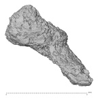 DV15-3 Homo sapiens malleus right view 1