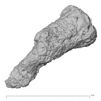 DV15-3 Homo sapiens malleus right view 2