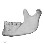 DV15-4 Homo sapiens mandible lateral