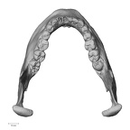 DV15-4 Homo sapiens mandible superior